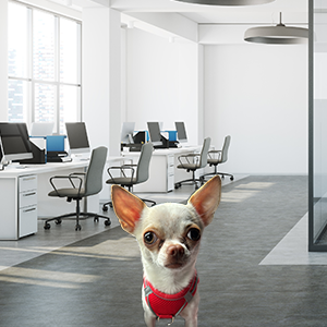 Small chihuahua with a red collar standing in a bright open-plan office with desks and computers in the background, a pet-friendly workspace.